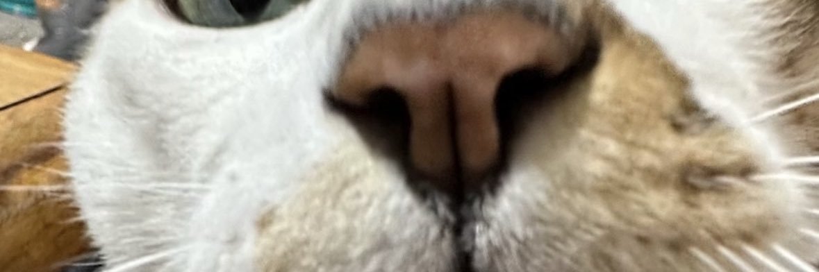 ゲンジの癒し banner