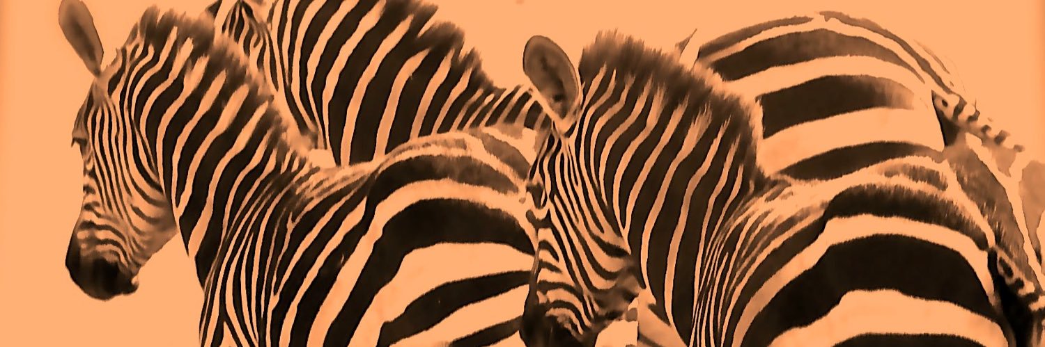 annegrogulla's profile banner image