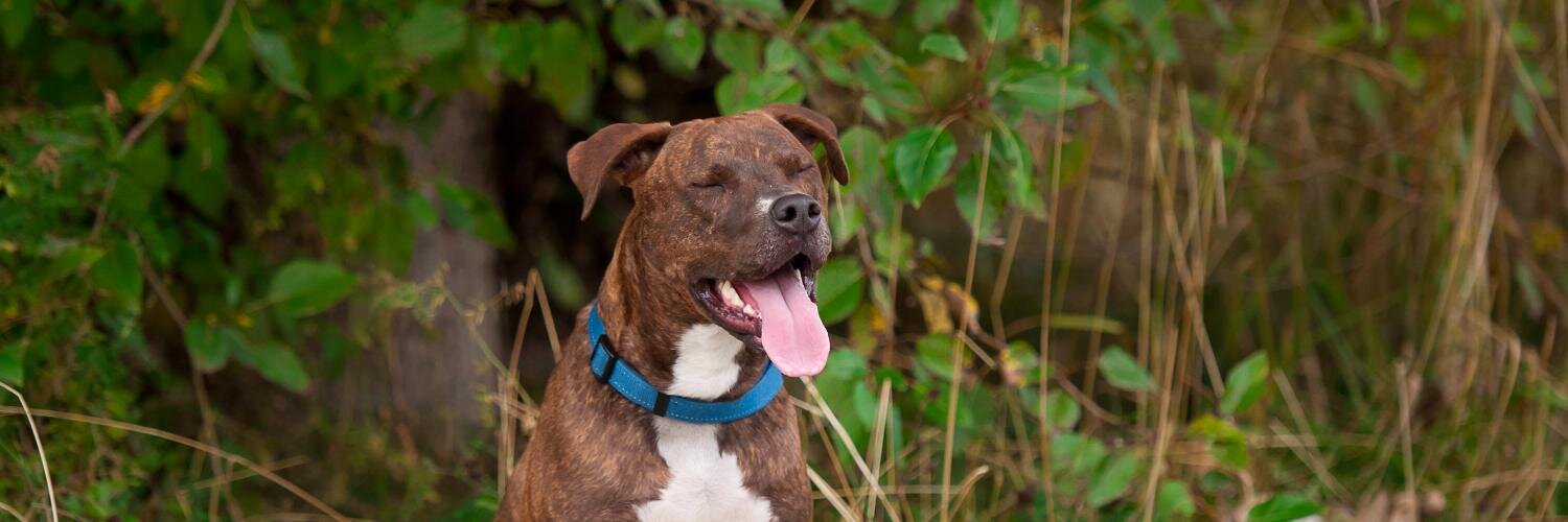 Chris Bjerrisgaard banner