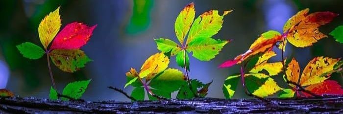 समर्पिता banner