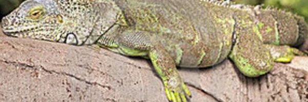reptilanonimo Profile Banner