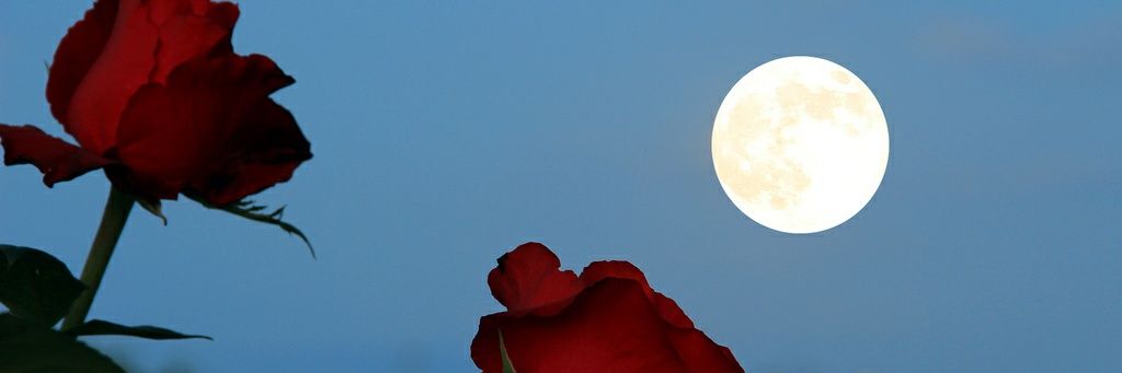 tevhid1666's profile banner image