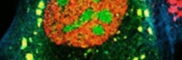 BoccaccioLab's profile banner image