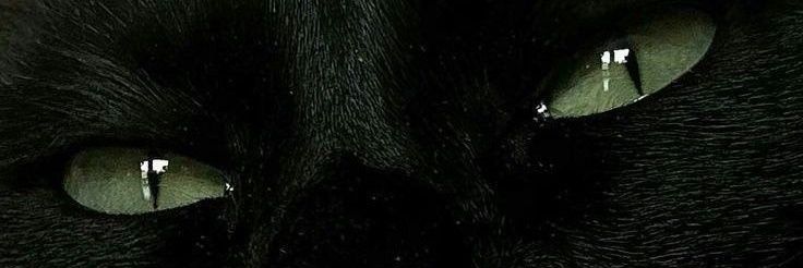 𝑳 banner