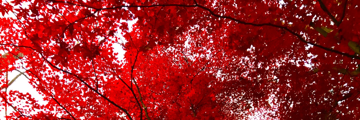 lillian_maxwell's profile banner image