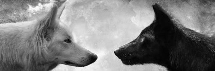 wolfpac9mm's profile banner image