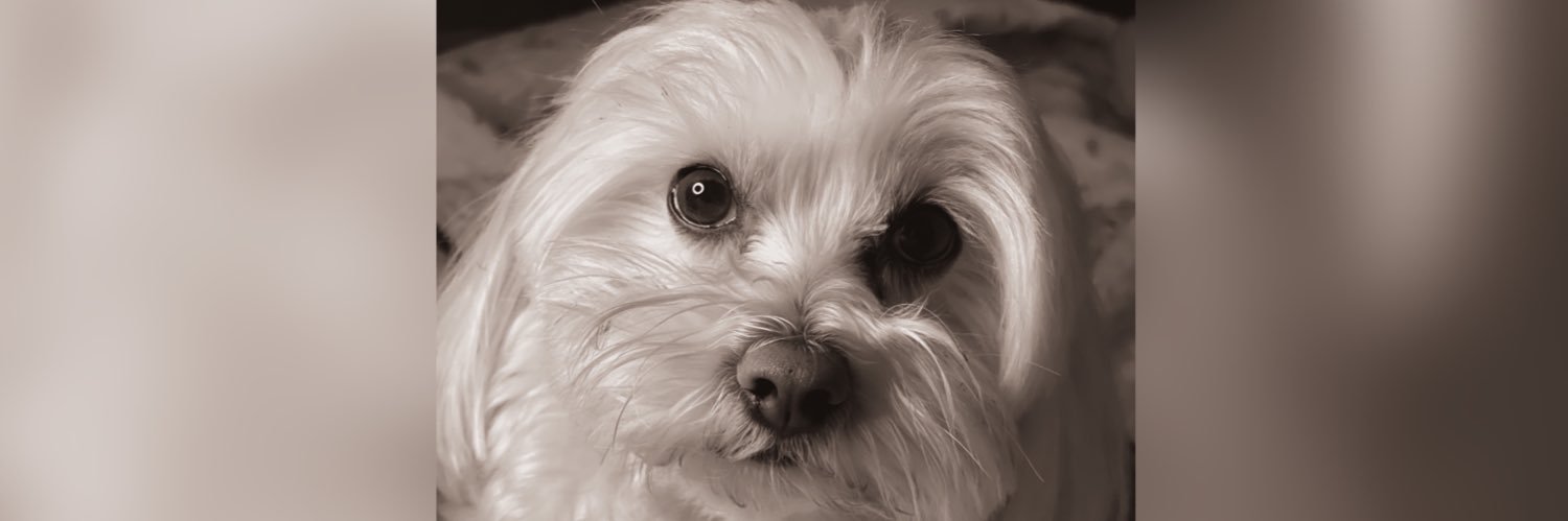 cparrabrant's profile banner image