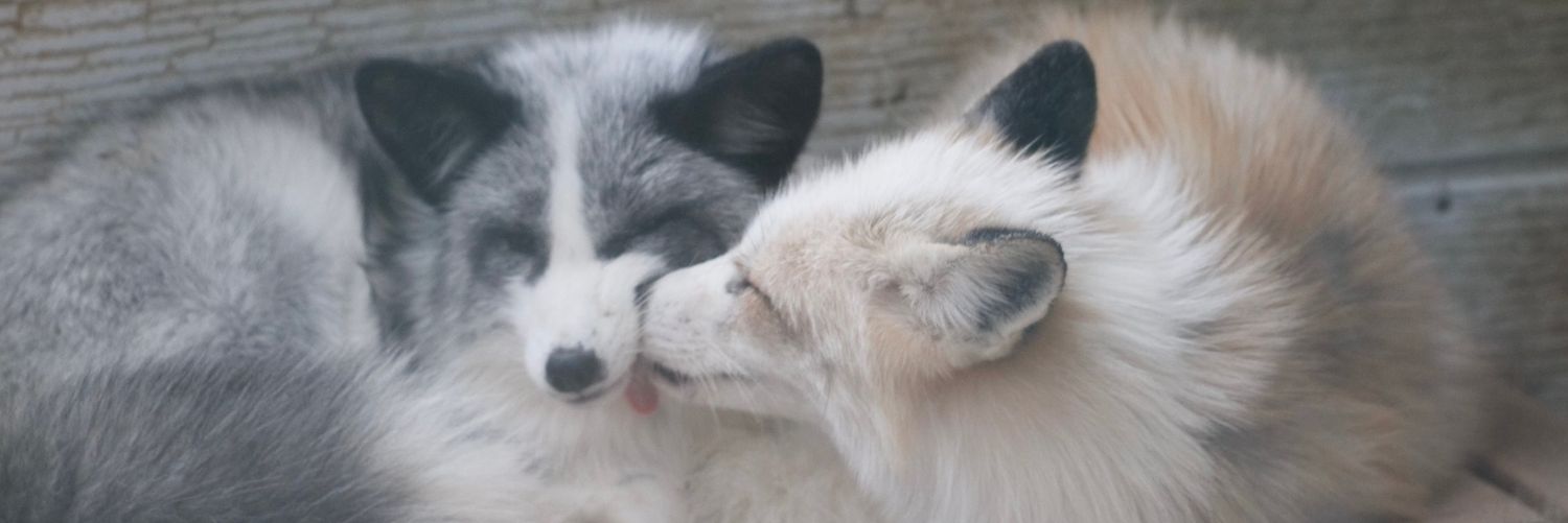 抱着桶滚来滚去的第欧根尼狐🦊🍥 banner