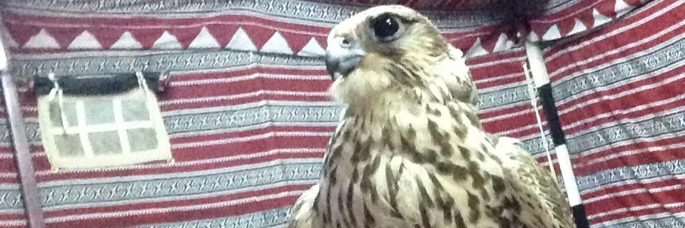 kooojak3's profile banner image