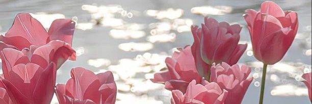 _lryc's profile banner image