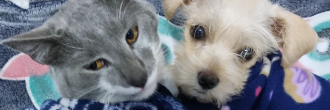 jackyyonalva's profile banner image