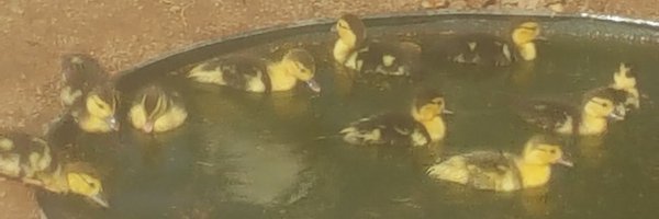 philk2 Profile Banner