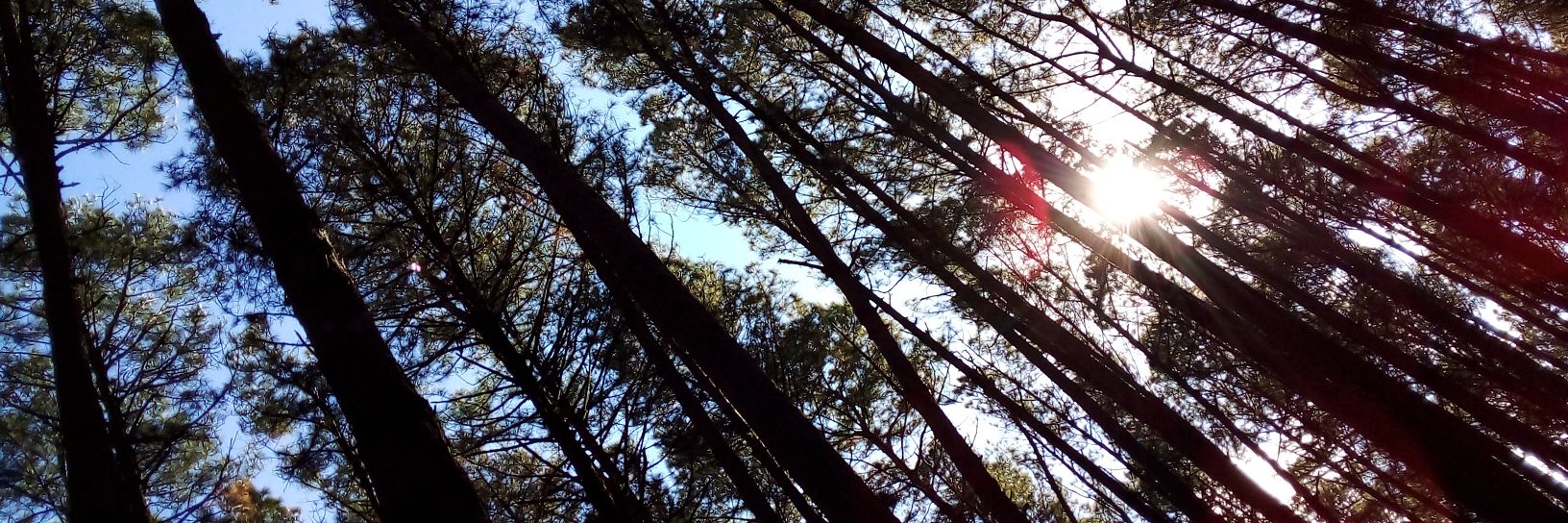 Vitório Lima 🇧🇷 banner