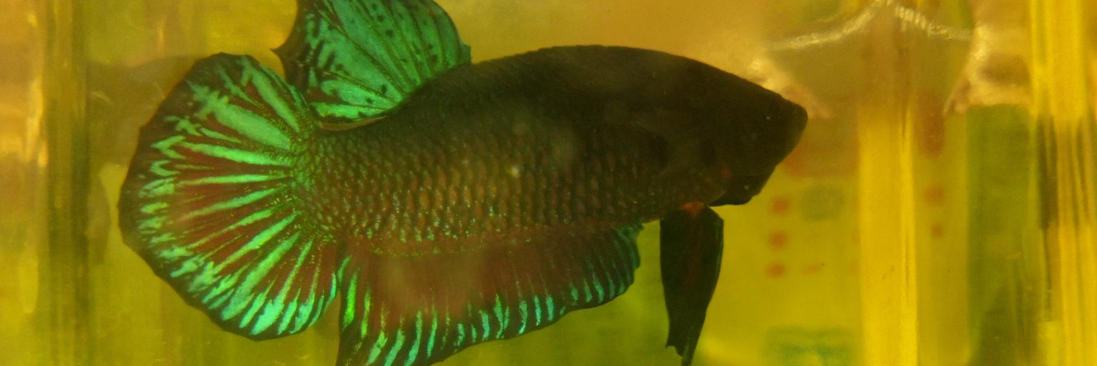 សាប់ ក្ដ banner