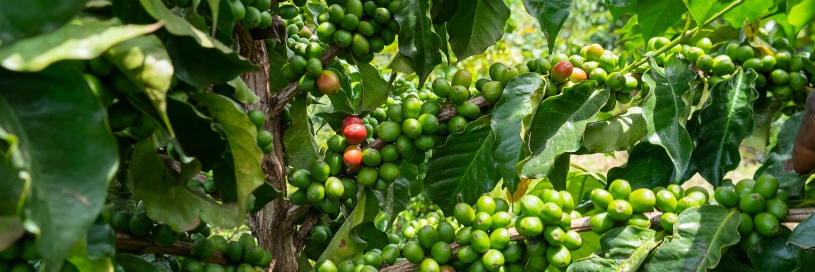 Chepsangor Hills Coffee banner