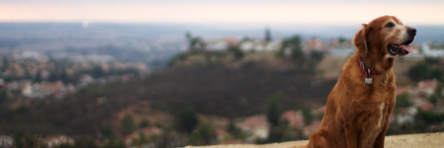 DaniStapley's profile banner image