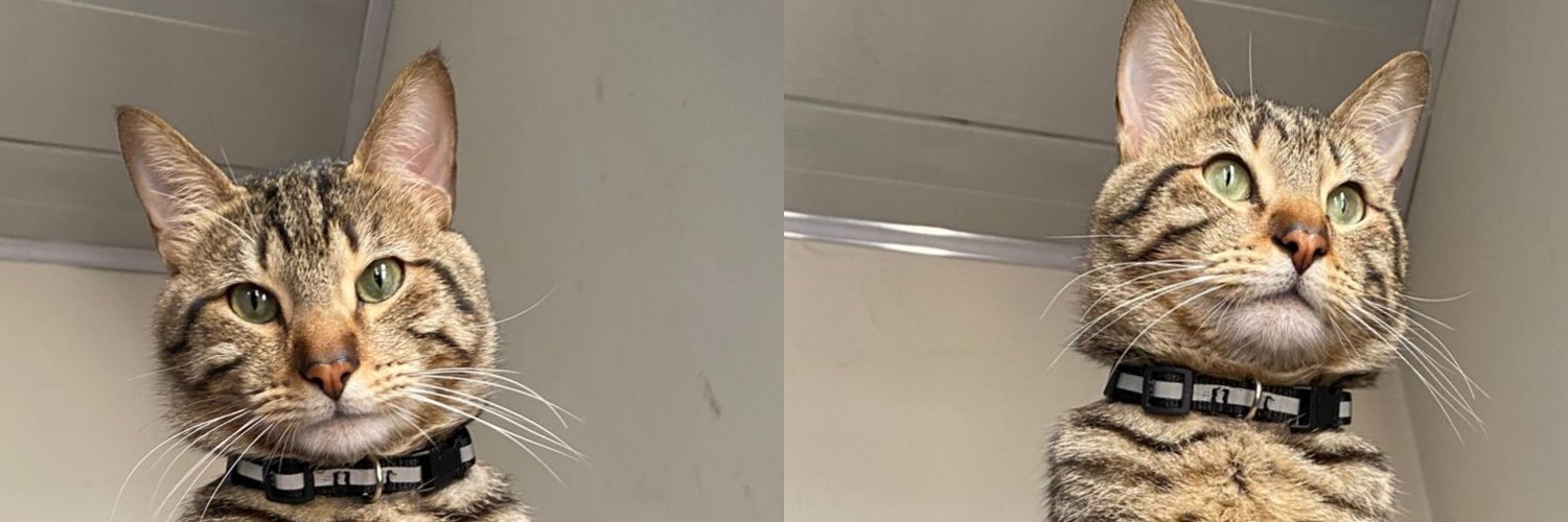 Dianexiss's profile banner image