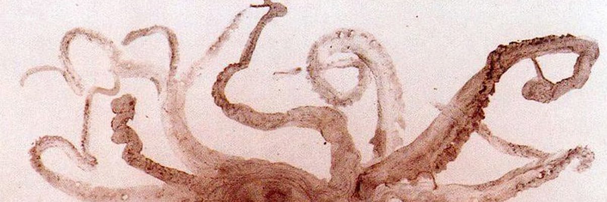 Octopus banner