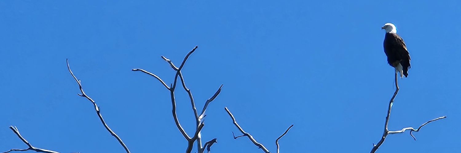 Coquitoshi's profile banner image