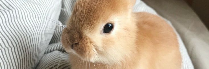 bunnybearchies's profile banner image