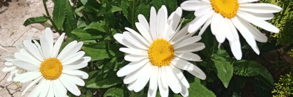 dmrcaysnr's profile banner image
