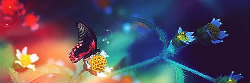 nogobay's profile banner image