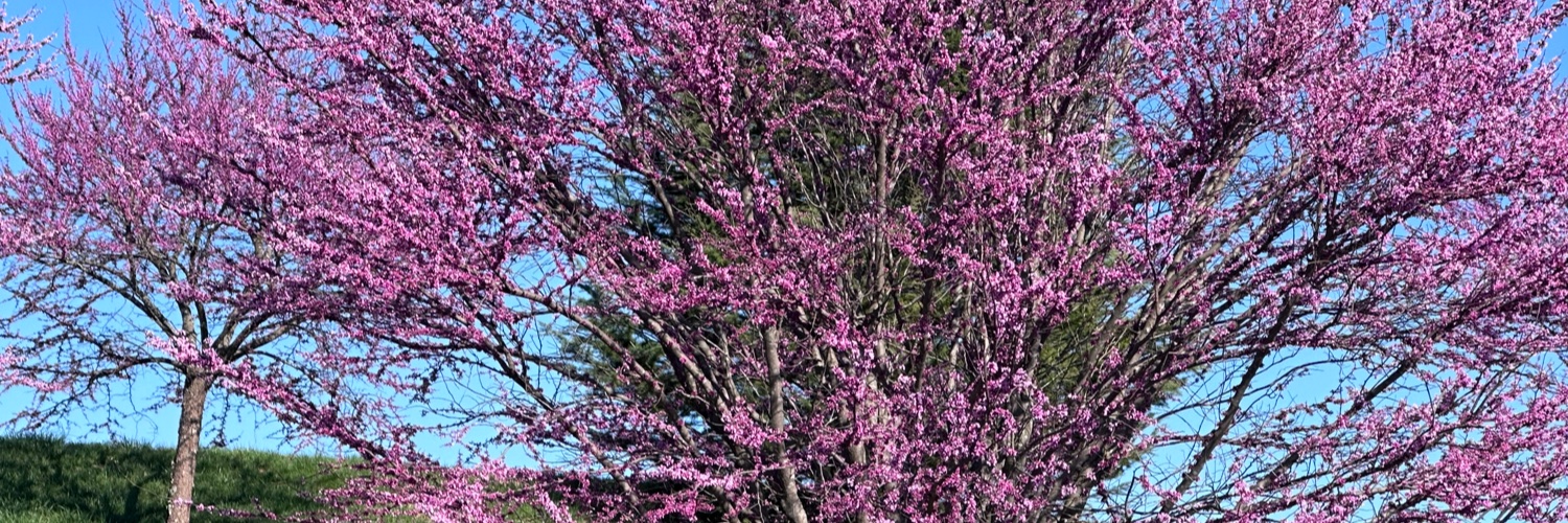 JaniceMaynard's profile banner image