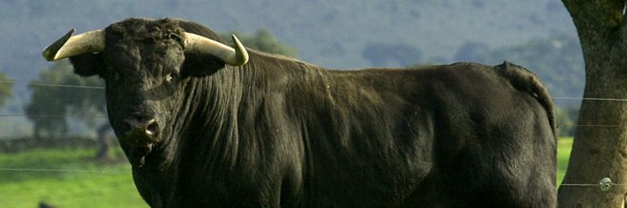 kaeber 🇪🇦💚 banner