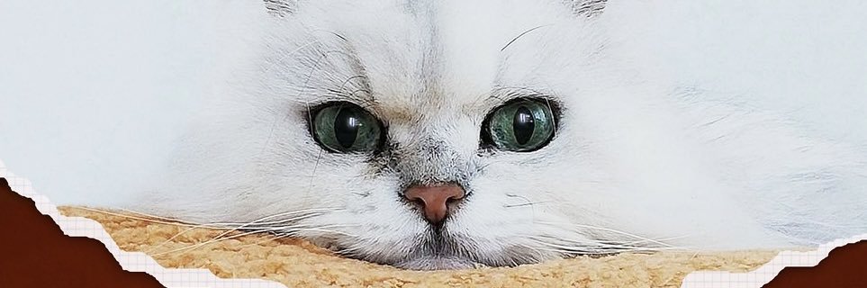 MUMUcoffeebeans's profile banner image