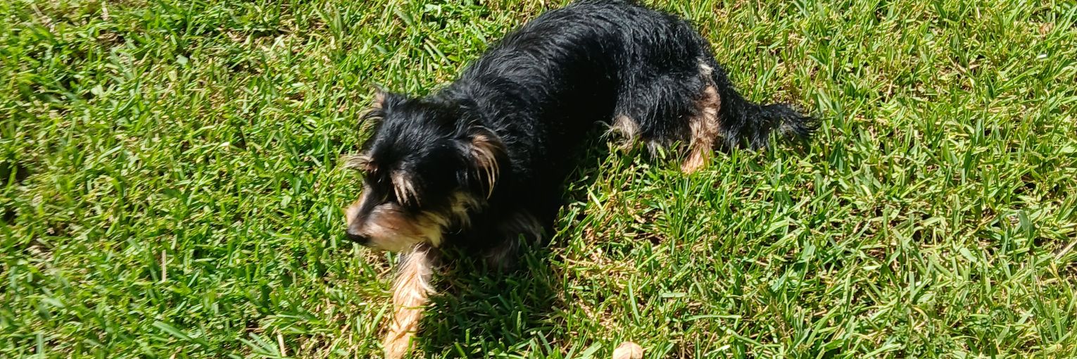 TxRedcairn's profile banner image