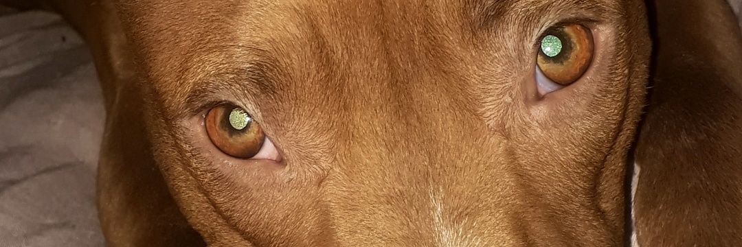 BeeluuBell's profile banner image