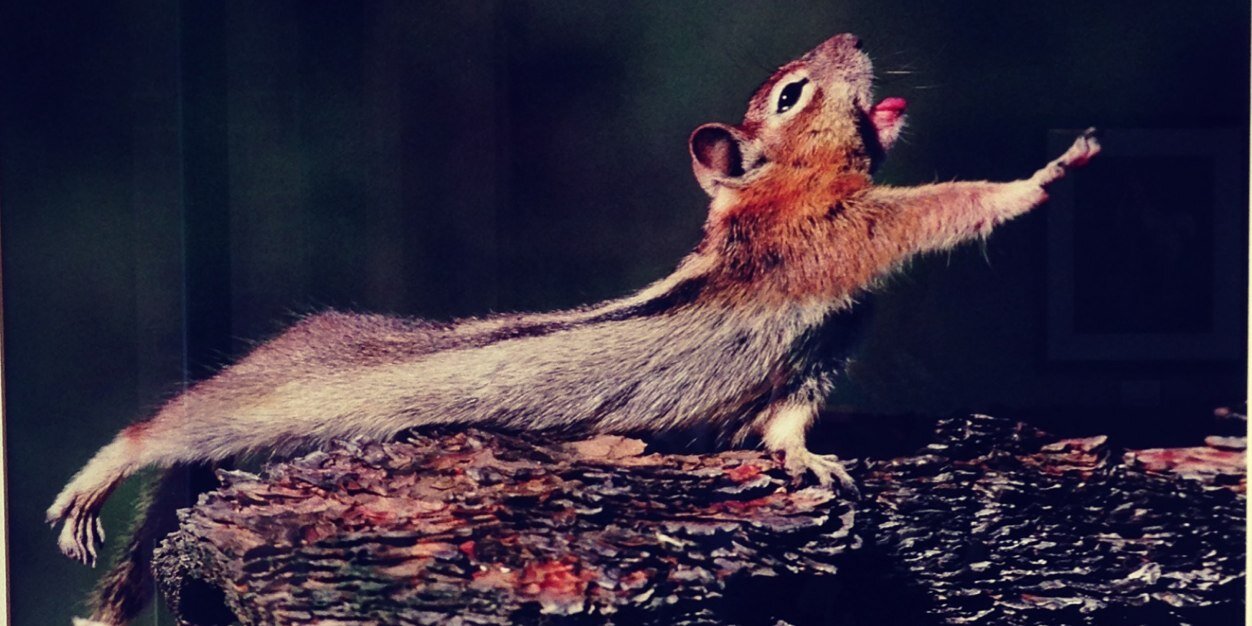 Bodine Boling banner