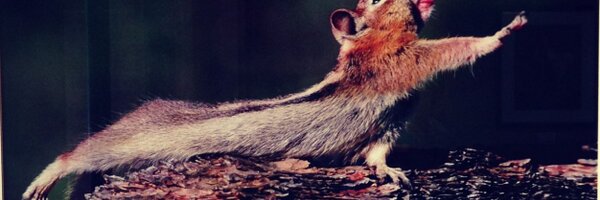 bodine Profile Banner