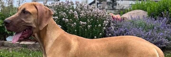 DecayingDog25's profile banner image