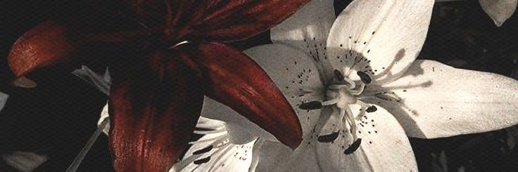 clara ೀ☆Ψ banner