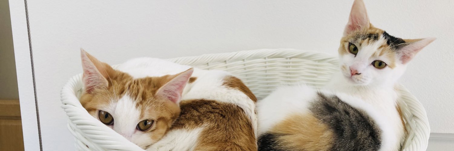 gogo_pomuchi's profile banner image