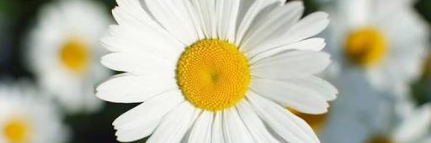 edifba's profile banner image