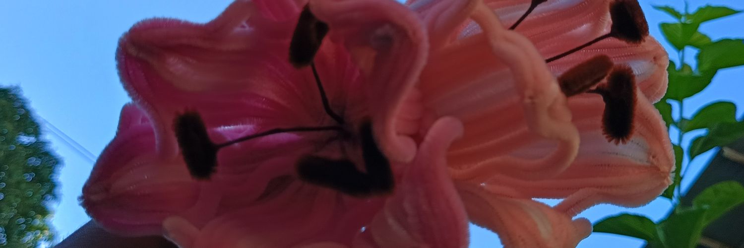 malowwws's profile banner image