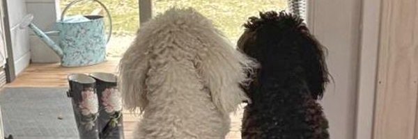 LinjaMimi Profile Banner