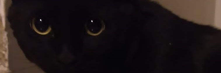 trikkis's profile banner image