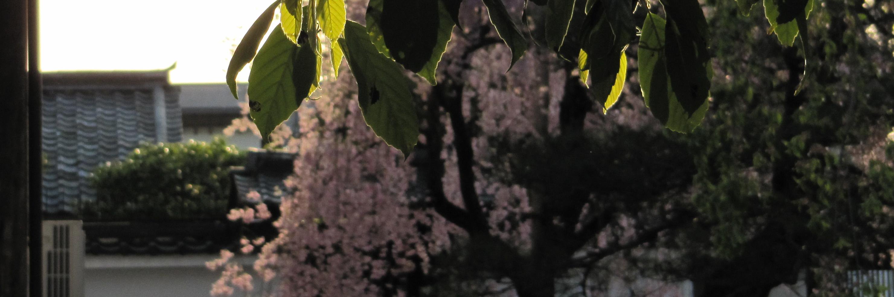 Nicholas Hopkins banner