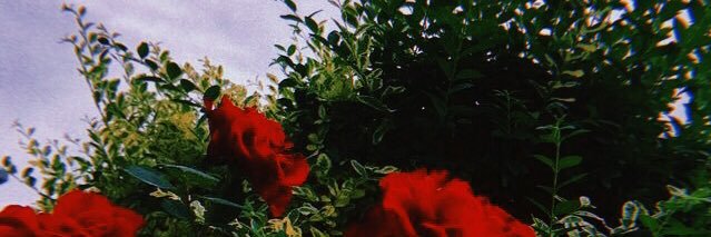 molliferz's profile banner image