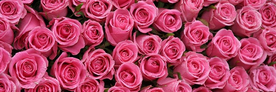 Miss_Oshun's profile banner image