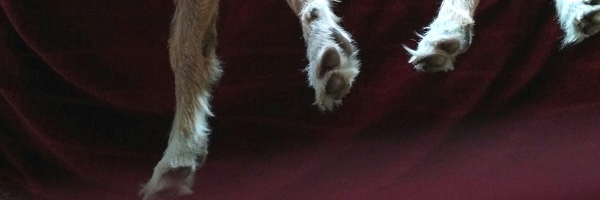 chookstweet's profile banner image