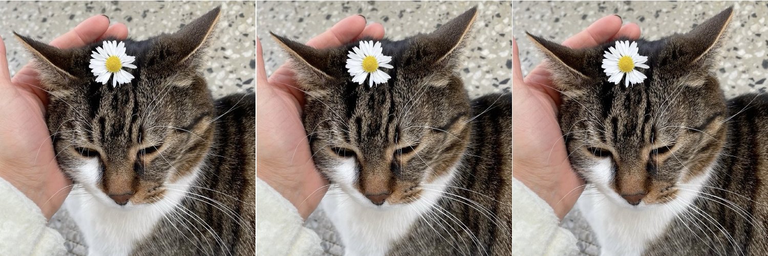 mingؘhao as cats banner
