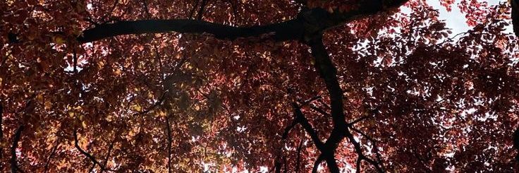 kaiserwimpact's profile banner image