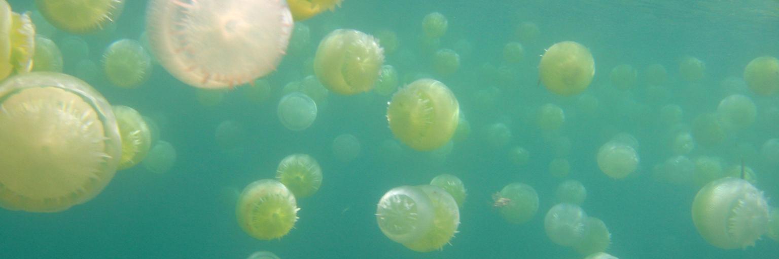 MedusozoaCol's profile banner image