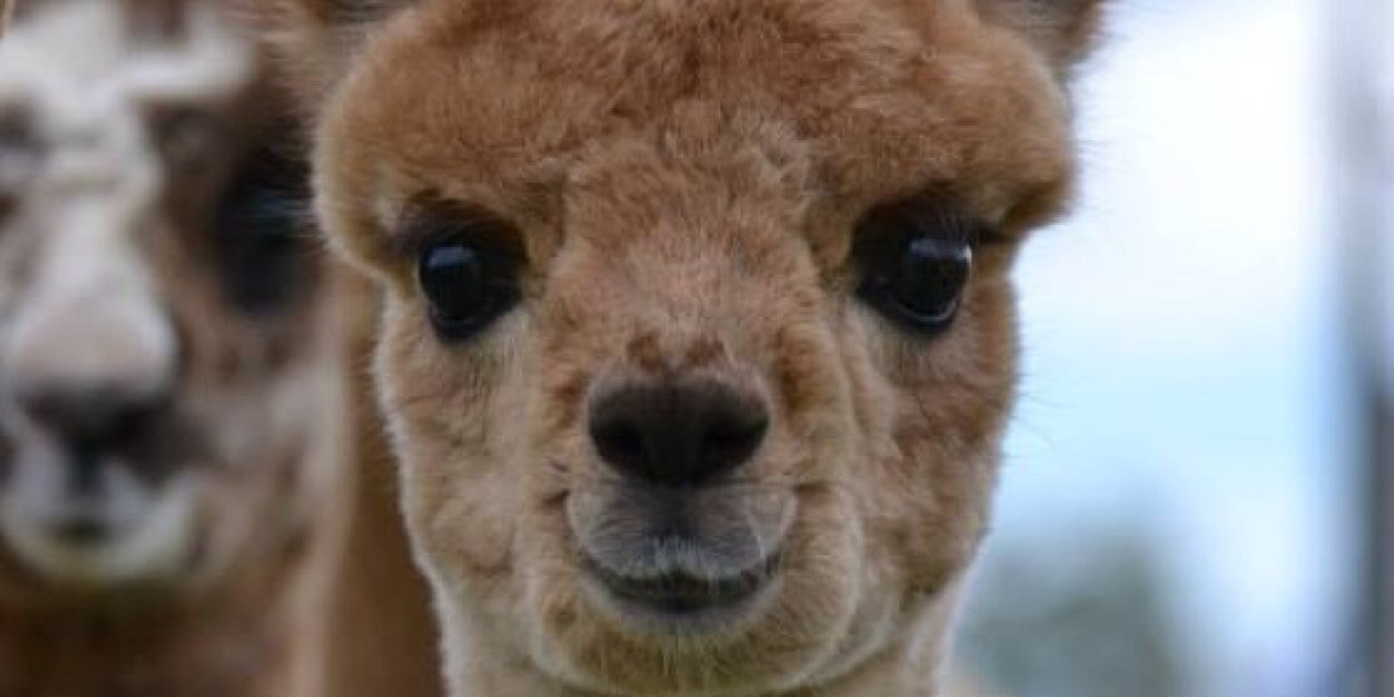 Alpacalarmclock's profile banner image