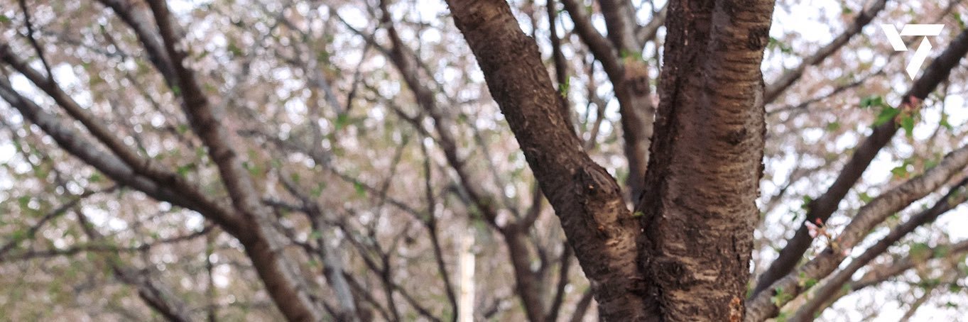 ShangySideUp's profile banner image