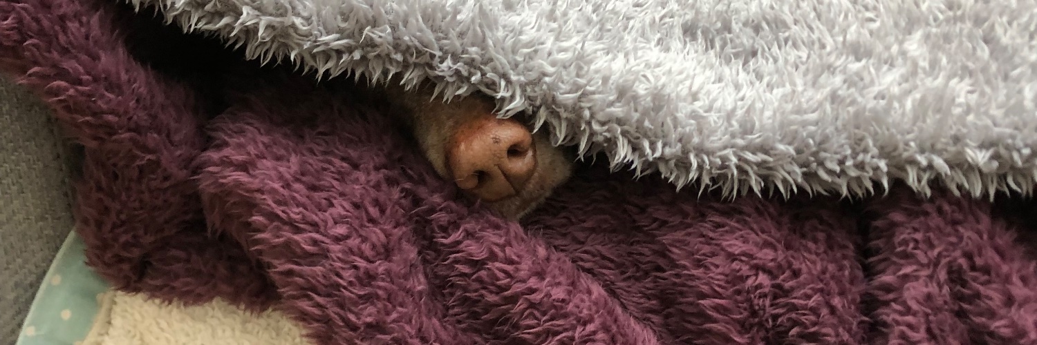 Apis Mellifera banner